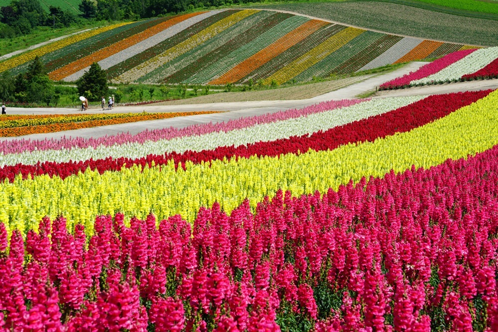Best Places to View Flowers in Hokkaido vol. 1