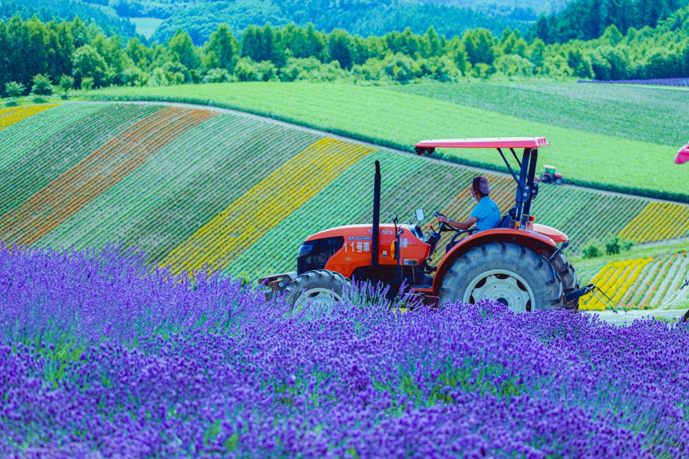 5 Lavender Fields You Must Visit in Hokkaido During Summer
