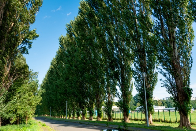 Rows of poplar trees/Rows of ginkgo trees