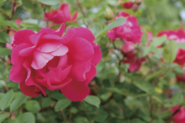 Iwamizawa Park Rose Garden