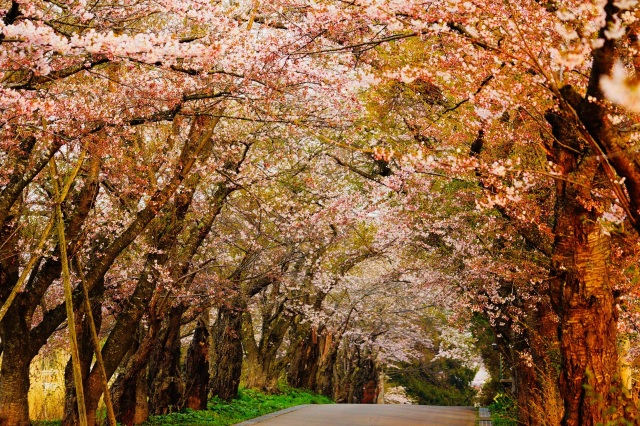 Hokuto Cherry Blossom Corridor