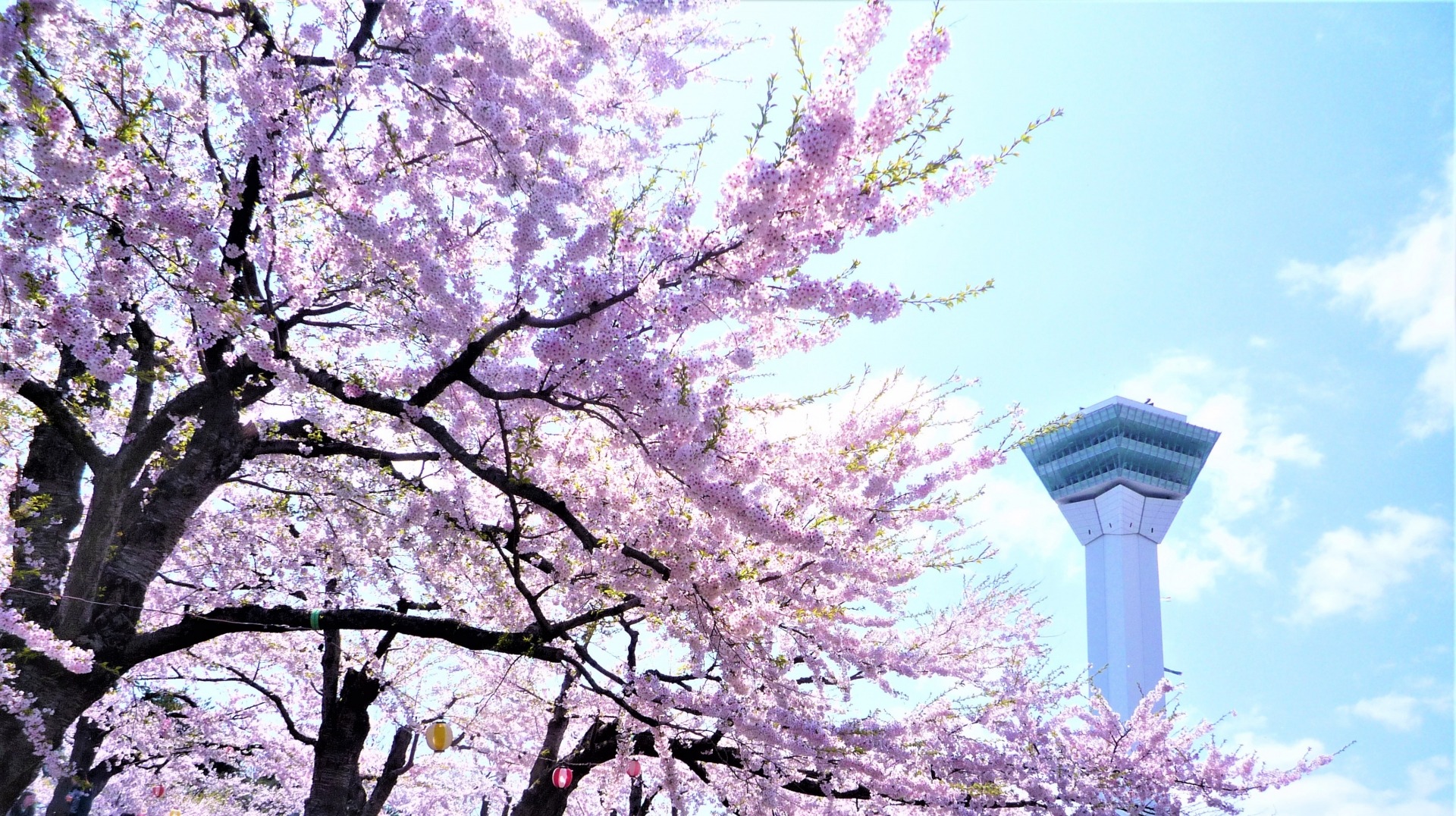 春爛漫、北海道の桜の名所