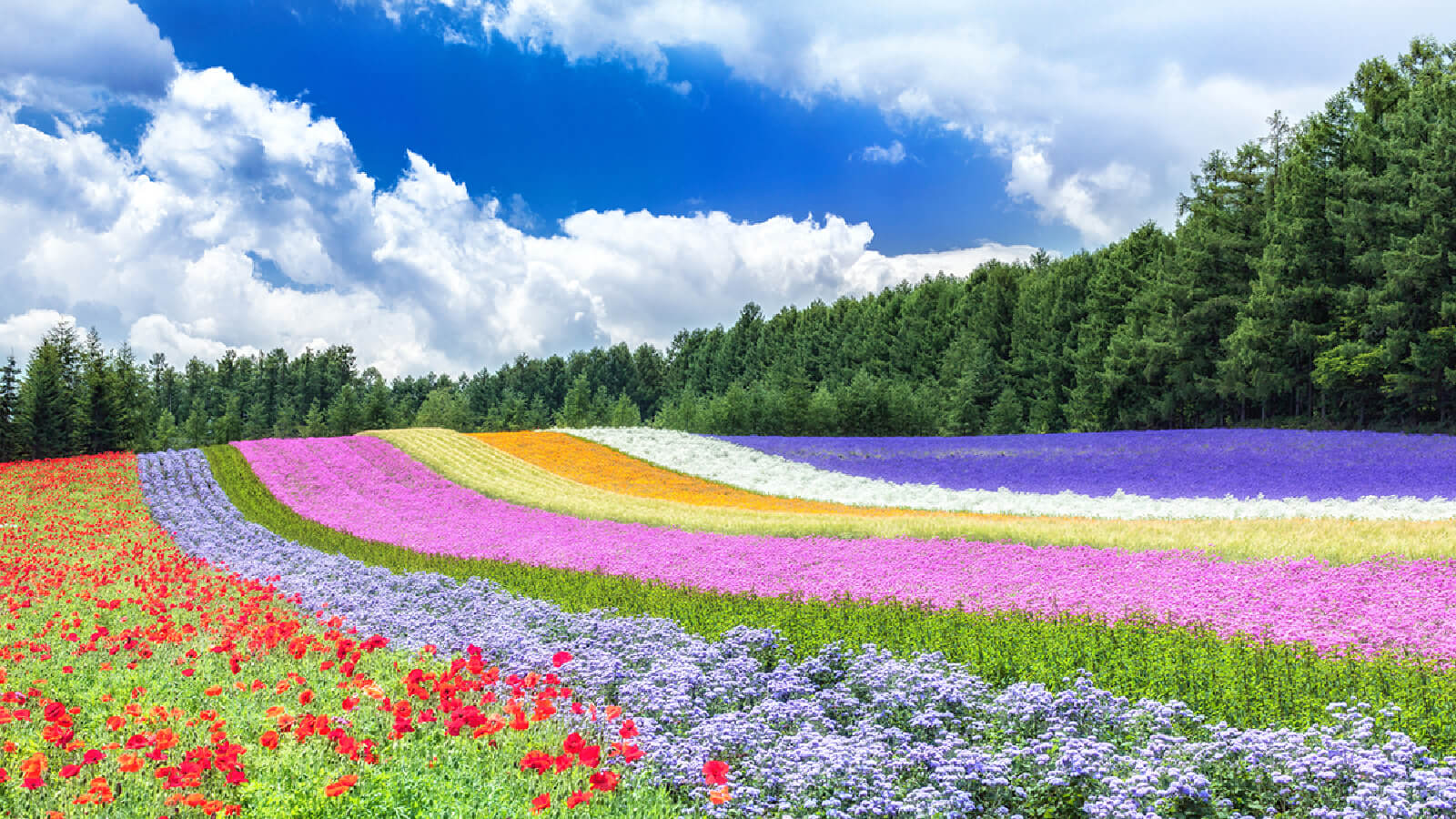 Area around Furano, Biei