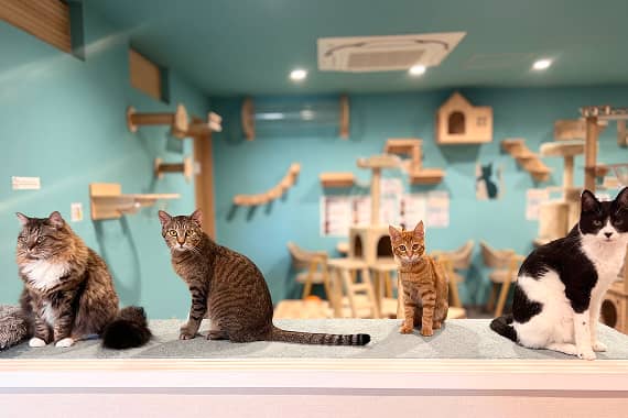 小樽猫カフェ猫伝説の町【小樽市】