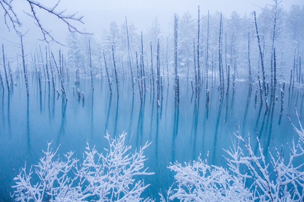 冬にしか見られない絶景！白い雪とのコントラストが美しい美瑛町の青い池