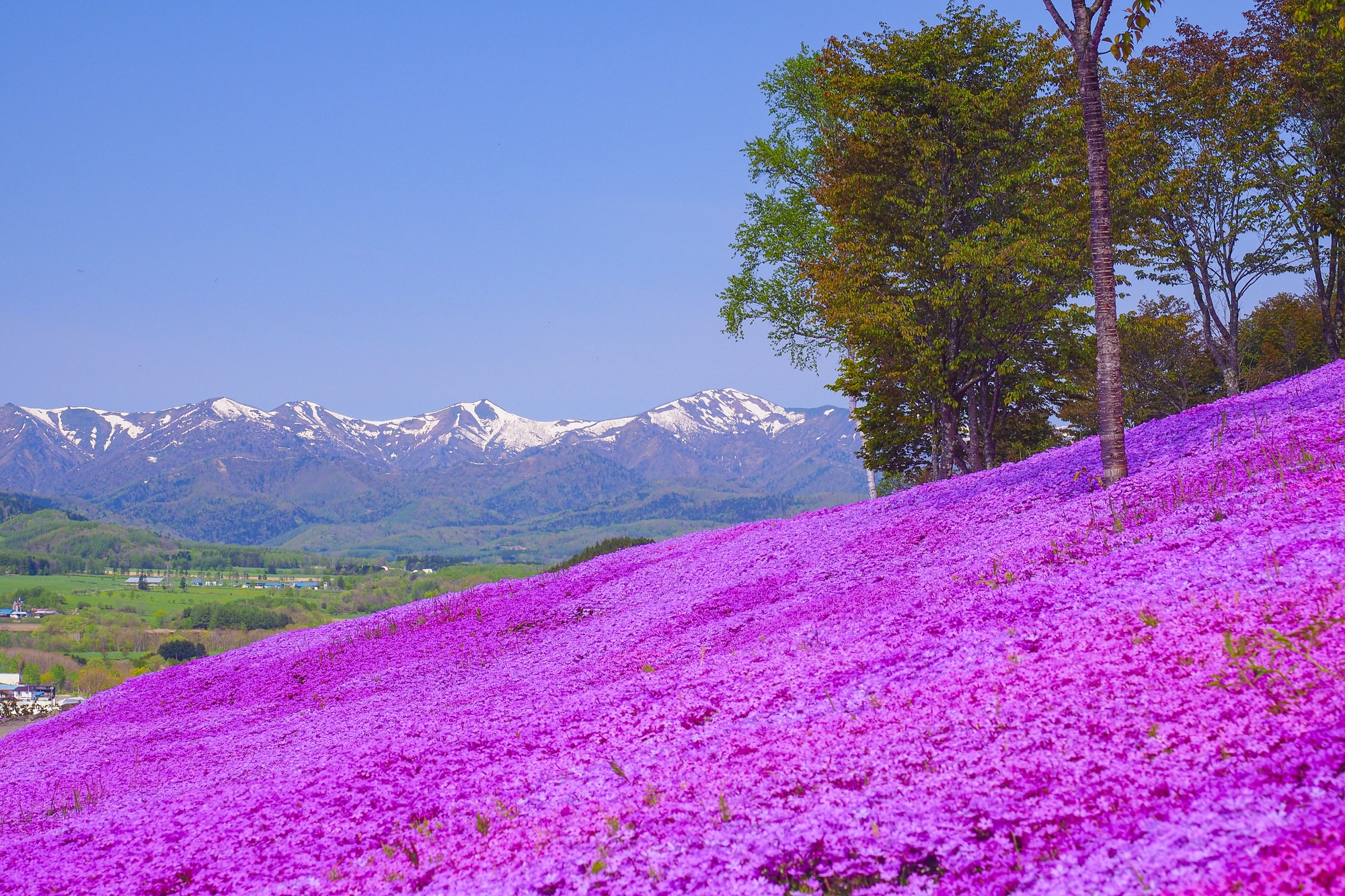 春の風を感じながら 一面の花畑に癒される一日 特集 公式 北海道の観光 旅行情報サイト Hokkaido Love