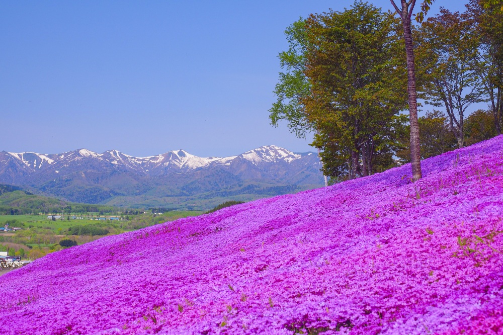 春の風を感じながら、一面の花畑に癒される一日