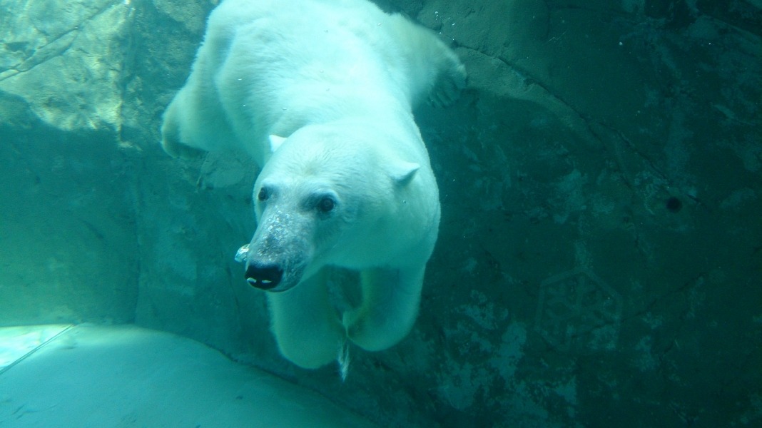 旭山動物園の見どころまとめ！人気のイベントやおすすめ施設も紹介