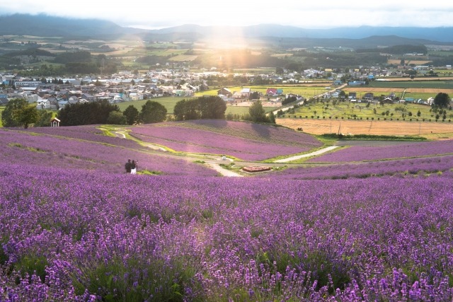 Furano's 8 Sightseeing Spots! Thorough introduction of famous lavender, local delicacies and souvenirs!