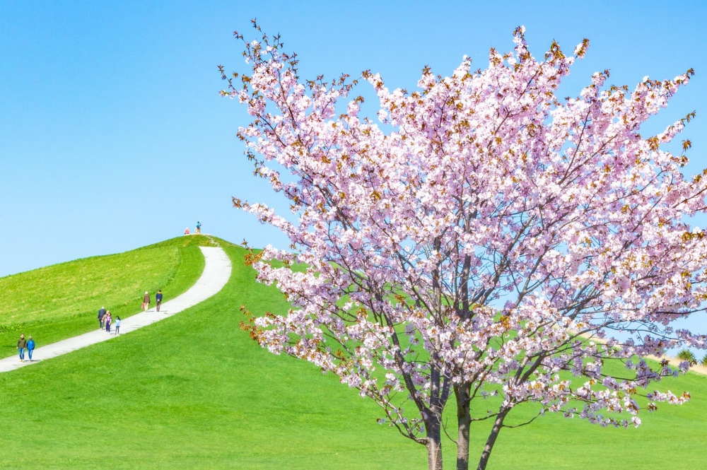 札幌のモエレ沼公園とは？桜や冬の雪遊びなど四季の見どころや必見施設をご紹介