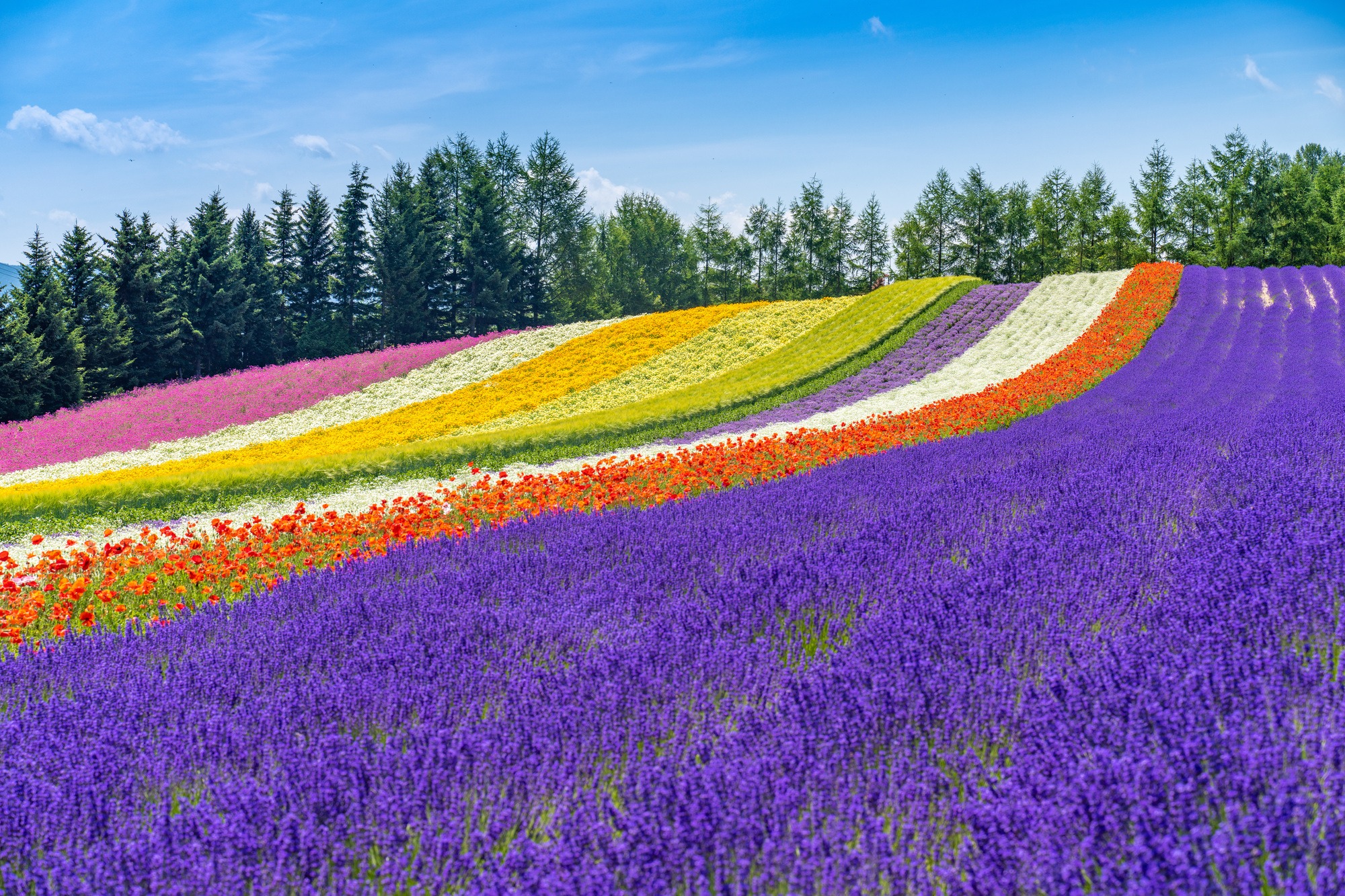 北海道で楽しめる「花の開花情報」リンク集