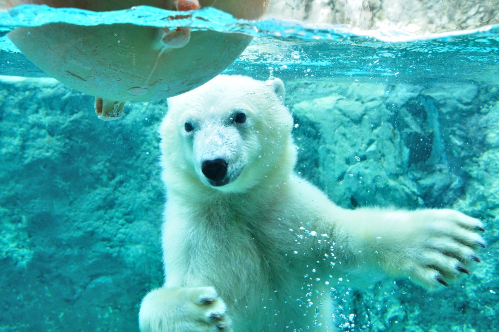 Zoos and farms in Hokkaido! Recommended facilities by genre