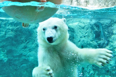 Zoos and farms in Hokkaido! Recommended facilities by genre