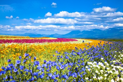 編集スタッフおすすめ！北海道らしい彩り豊かな花畑をご紹介