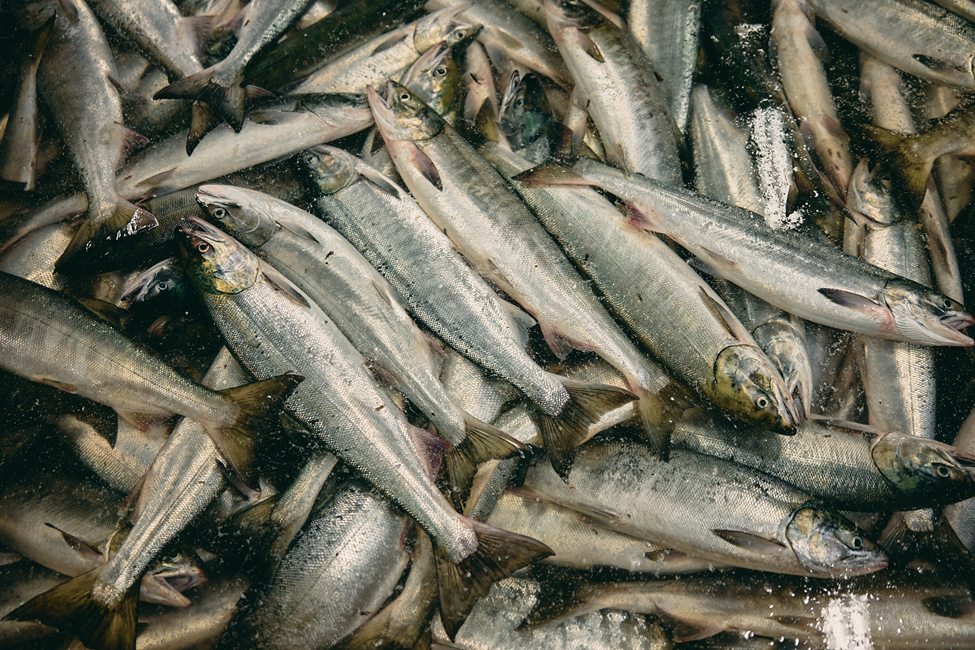 How one Hokkaido fisherman is overcoming modern challenges and getting closer to the ocean to sustain life