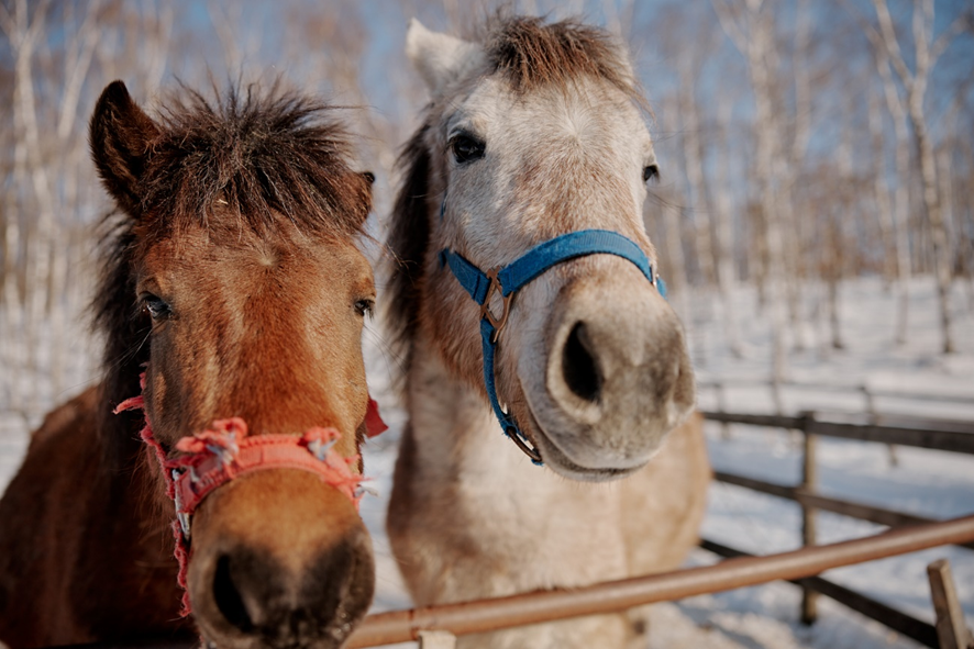 Mutsu Pasture: Story of Mutsugoro and Horses