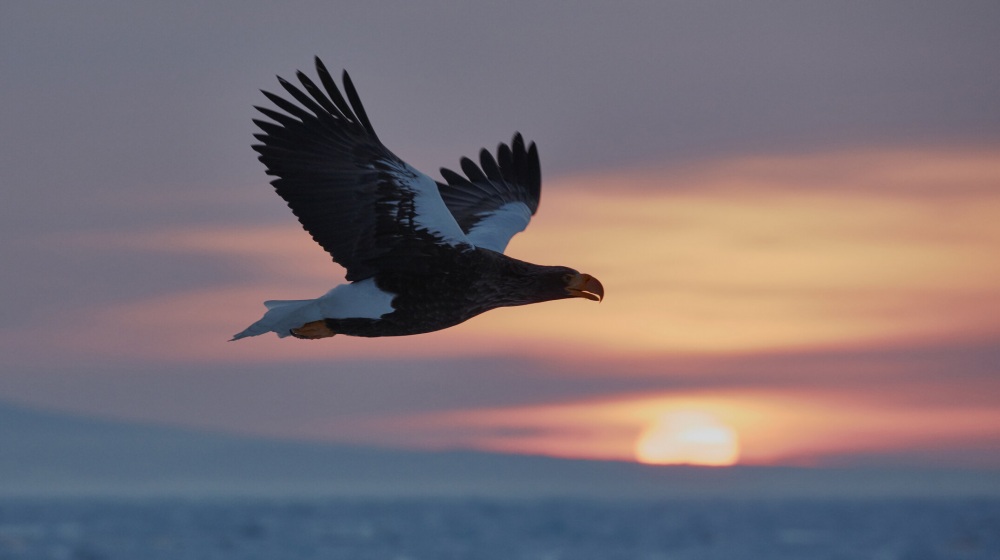 Journey to Discover an Abundance of Beautiful, Wild Birds in the Varied Landscapes and Habitats of Eastern Hokkaido