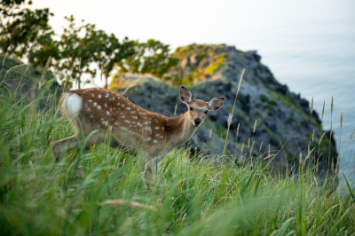 The spectacular nature of Eastern Hokkaido