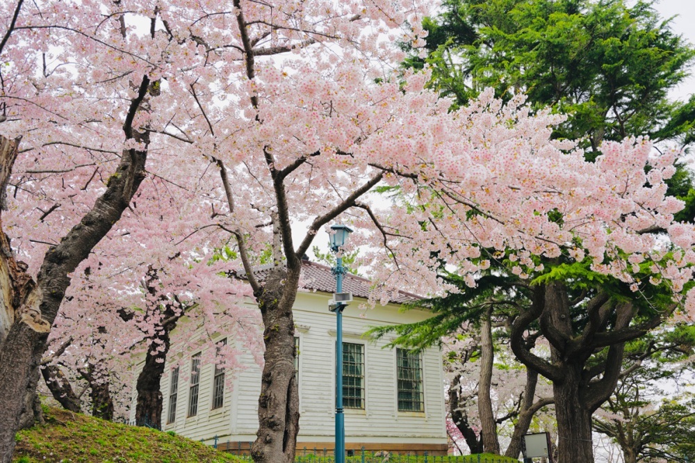 5 Recommended Places to View Cherry Blossoms in Hokkaido