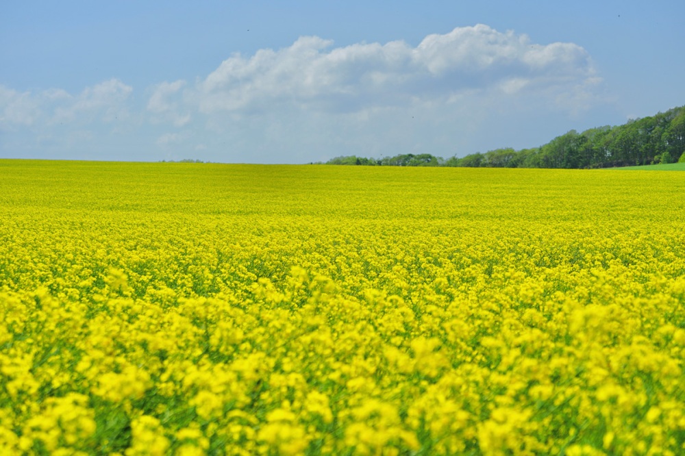 The Best Spring Sceneries in Hokkaido