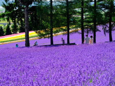 Introduces Furano's lavender by region!