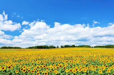 北海道の夏をパワフルに彩るひまわりを見に行こう！				