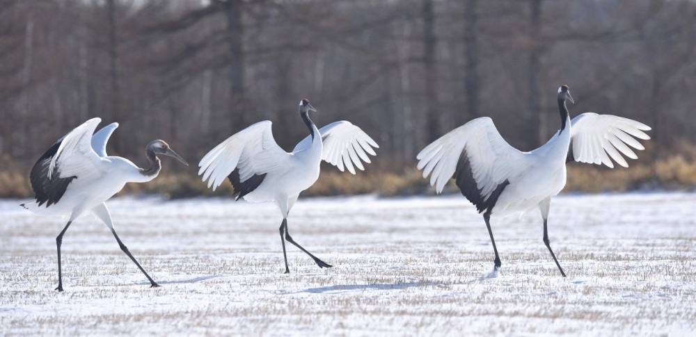 元気な野鳥の姿に癒される！
北海道でバードウォッチング