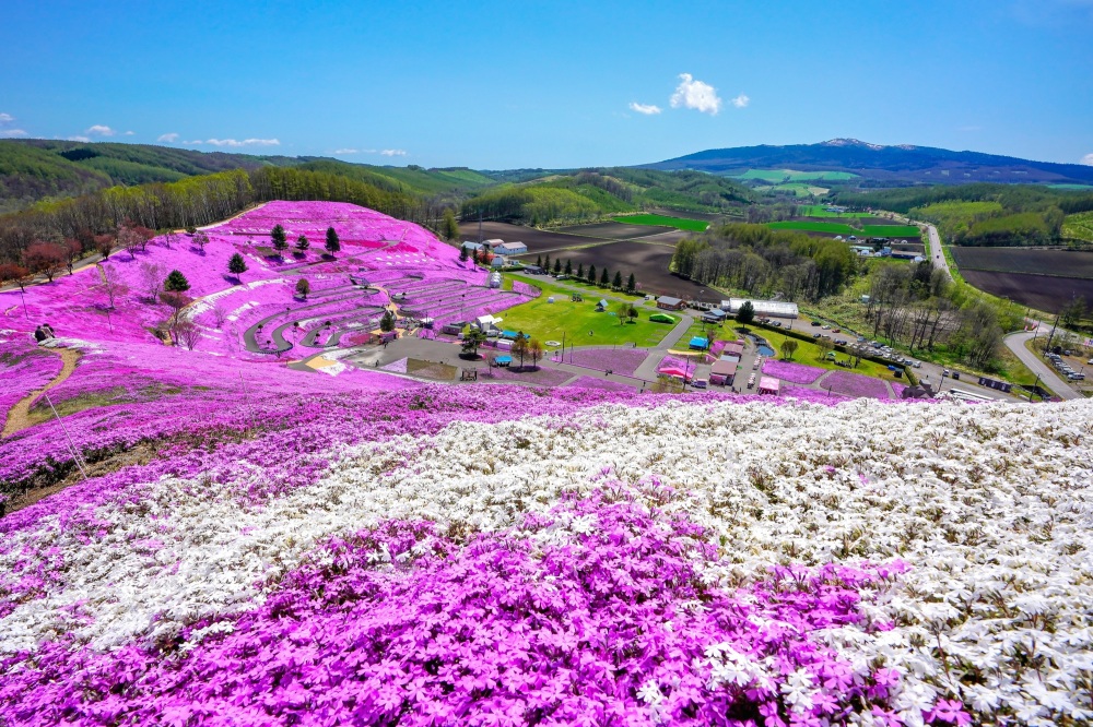 春季北海道旅游指南