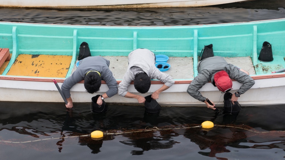 通过海胆采摘体验吃到新鲜的海胆