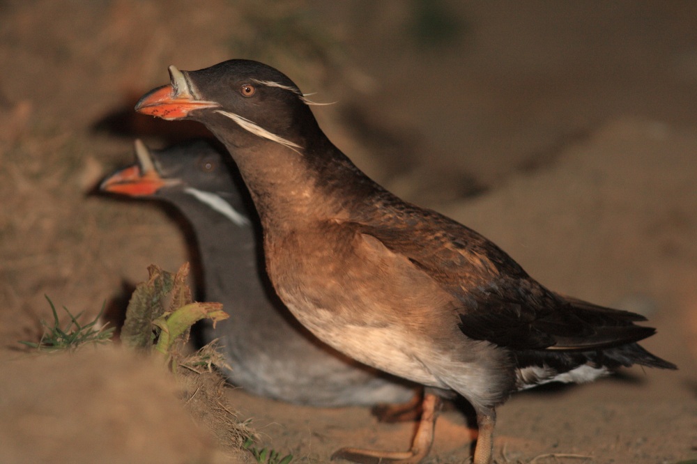 Guided Tours to Experience Teuri Island’s Seabirds