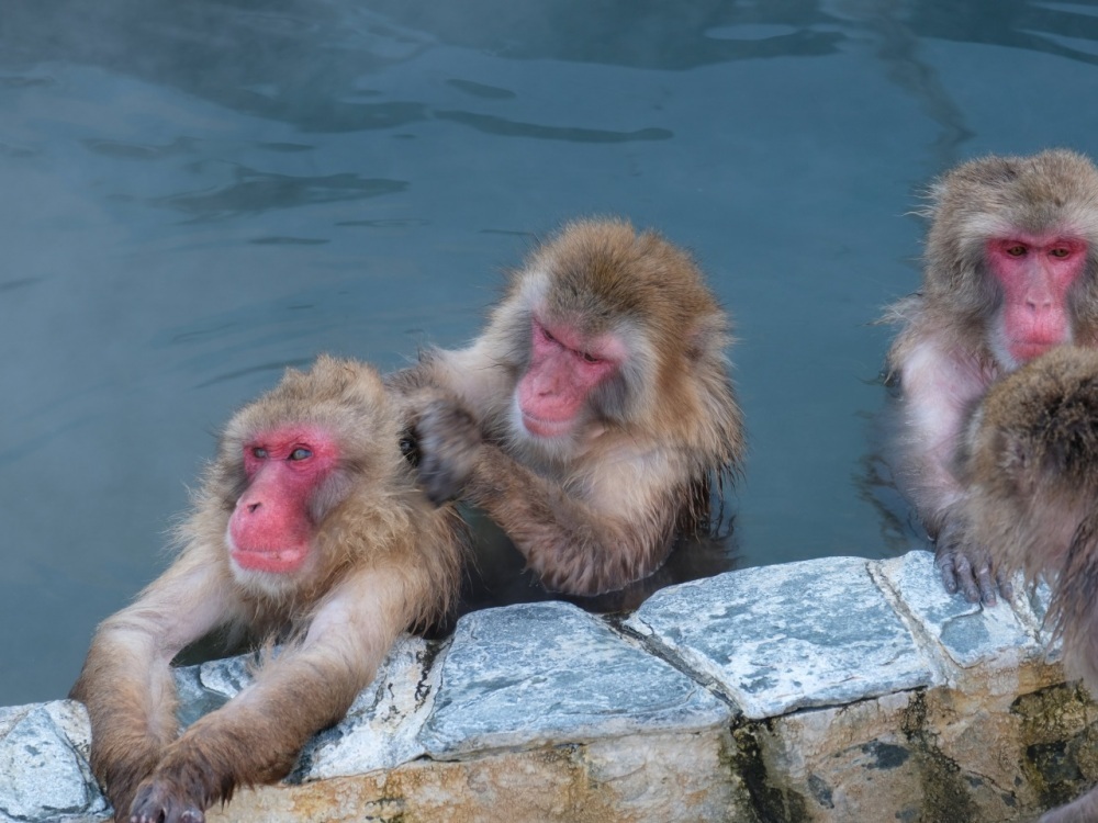 温泉に浸かって毛づくろいをするサルの姿が人気「函館市熱帯植物園」