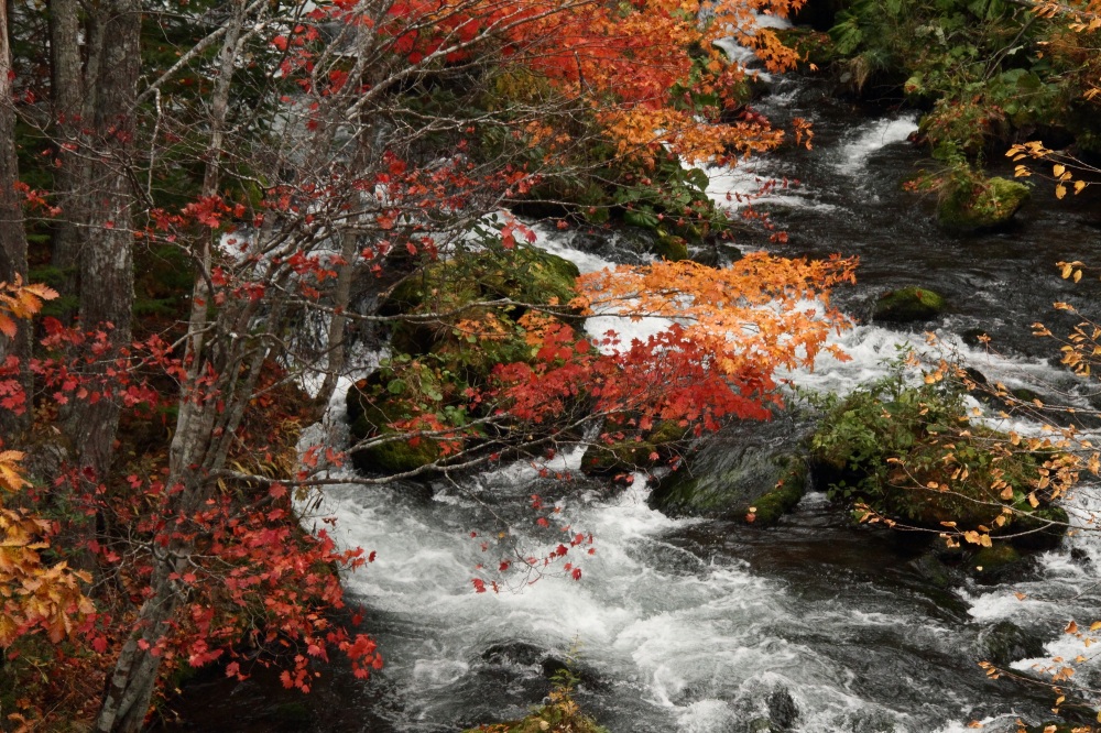 滝口の紅葉