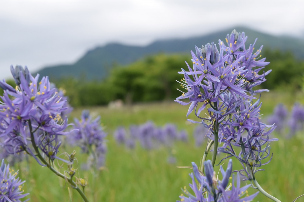 十勝千年の森