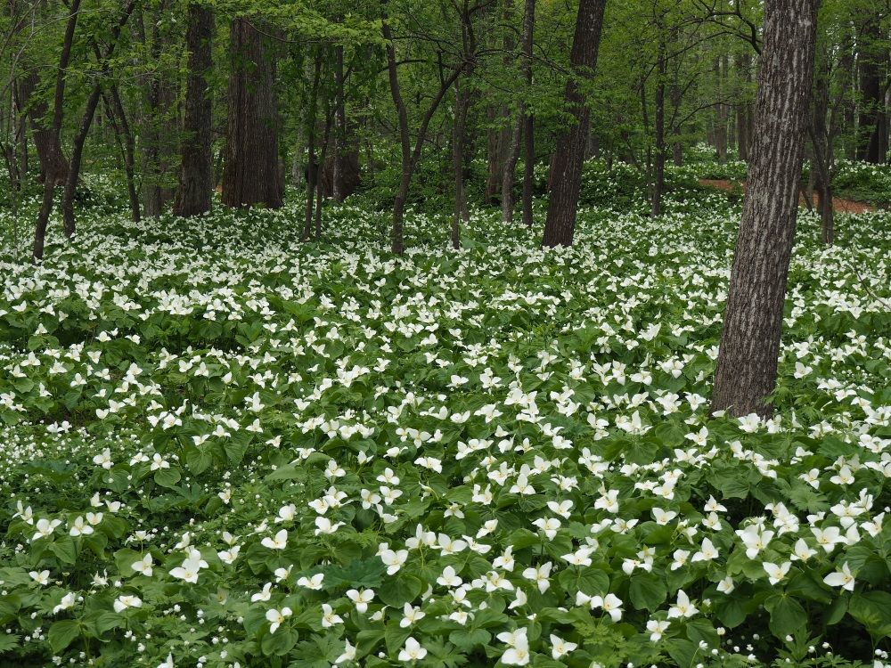 六花の森