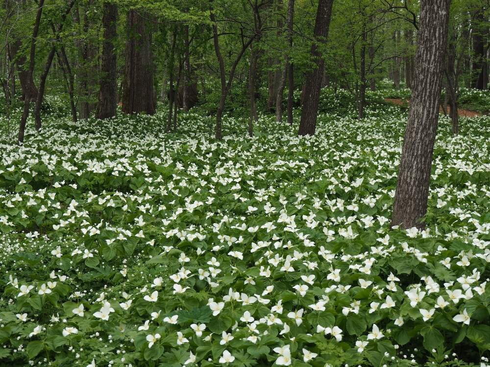 六花の森