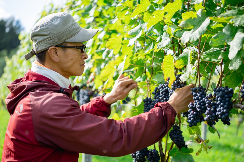 Mongaku Valley Winery