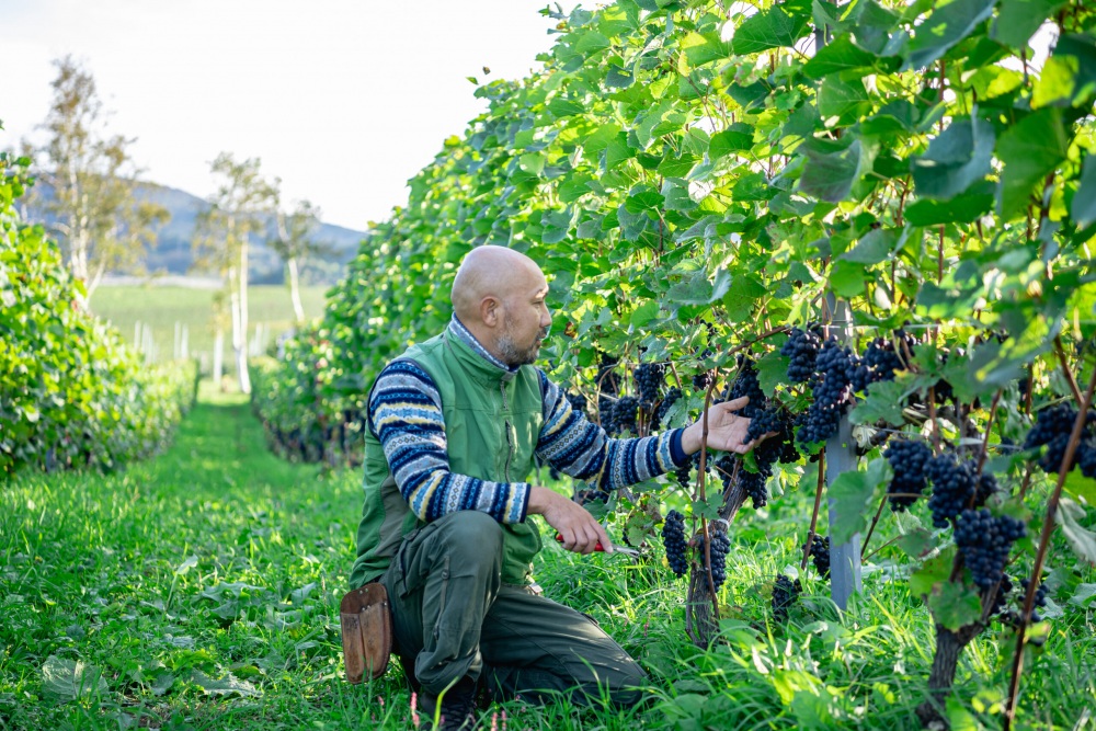 Domaine Takahiko