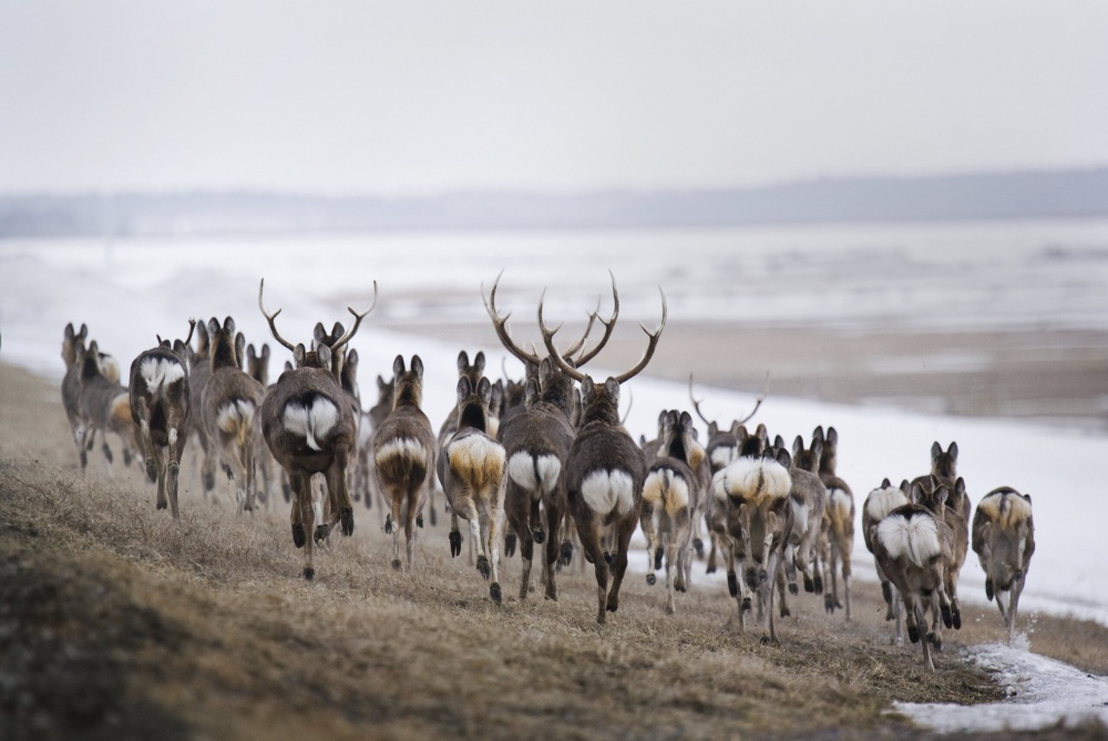 A herd of Yezo sika deer near the Teshio River in Northern Hokkaido, in the evening during March. ⒸKishimoto Hideo