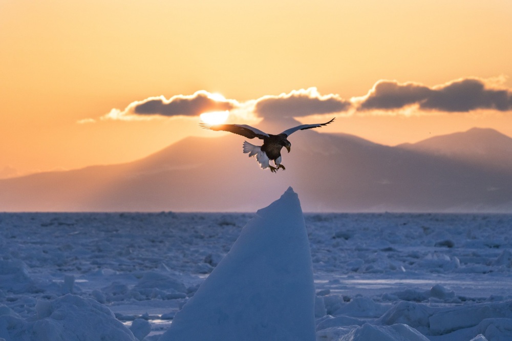2月、羅臼港発の流氷クルーズ船の旅で、オオワシが流氷の塊に降りようとする瞬間を撮影。Ⓒ岸本日出雄