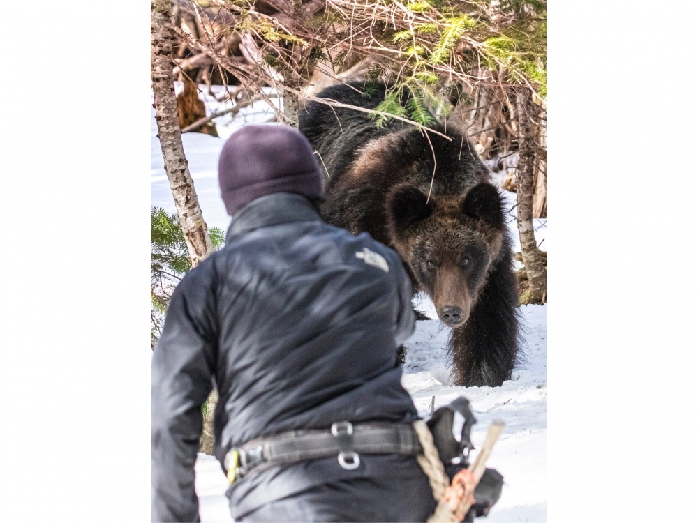 岸本先生與嚮導碰見的熊，正朝著他們2人直線前進。當岸本先生拍攝到這張照片時，與熊的距離僅有短短的4公尺。Ⓒ岸本日出雄