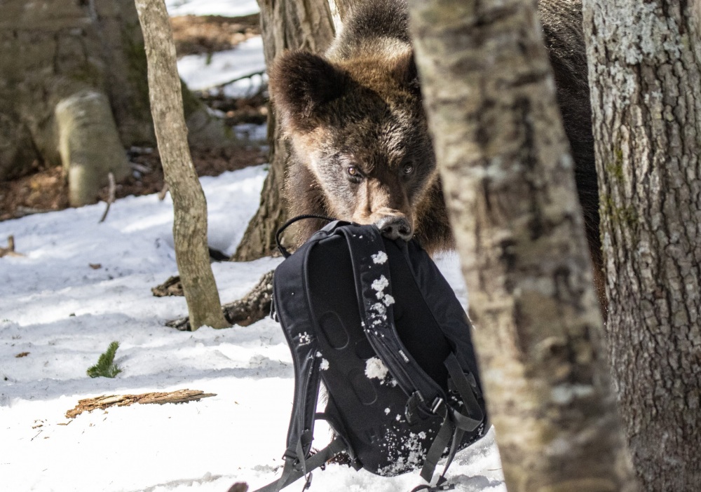 The moment when Kishimoto’s backpack, placed off to the side and containing his camera equipment, was grabbed by the bear. ⒸKishimoto Hideo