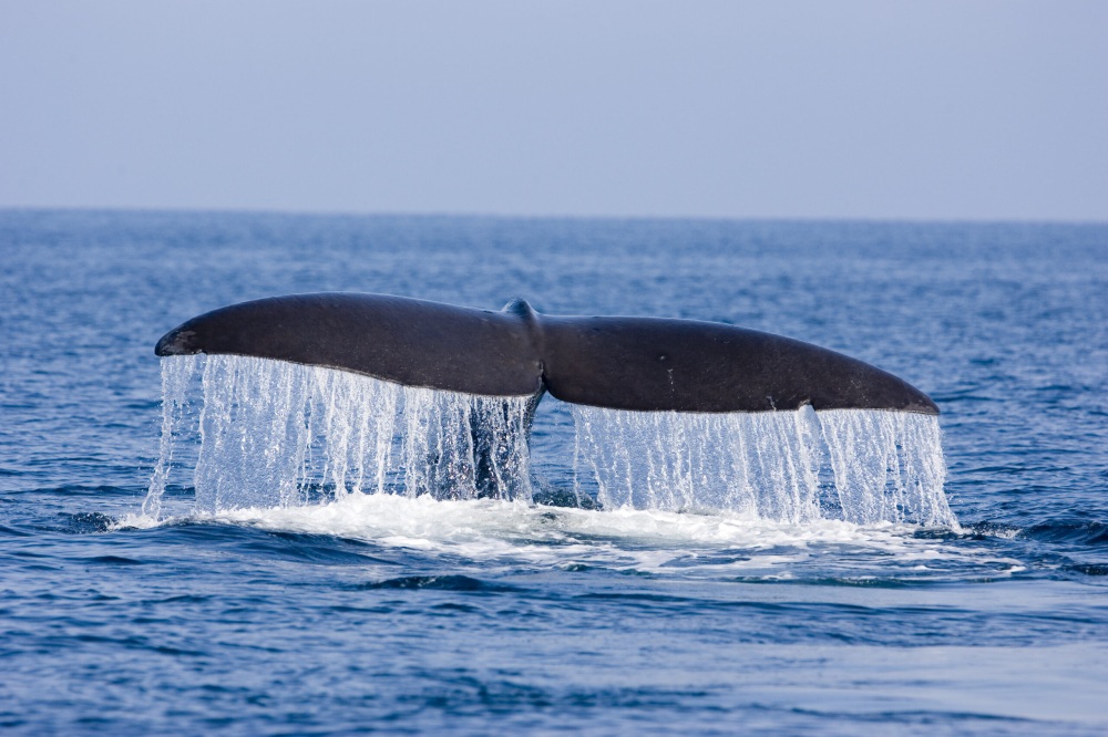 Shiretoko Nature Cruise