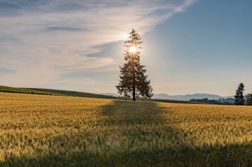 ここは絶対はずせない！　絶景やアートに魅せられるフォトジェニックな景色を楽しむ旅！～美瑛・富良野・トマム～　