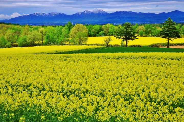 札幌発　菜の花畑の絶景にワクワク！アートとそらちワインを味…