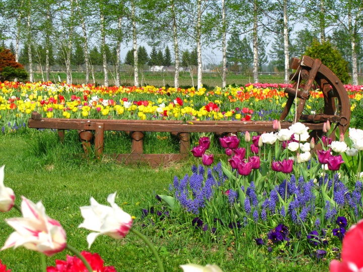 Road trip in Obihiro and Tokachi! Enjoy the vibrant garden…