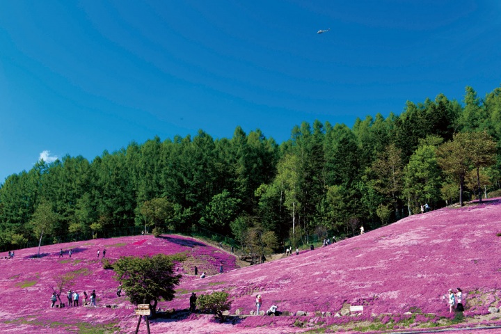 初夏の北海道を楽しもう！オホーツク花回遊コース