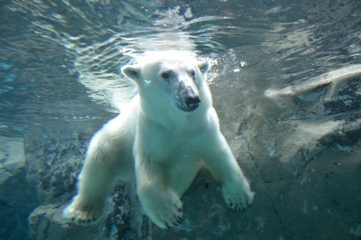 【IN・OUT空港別の旅】大人気の動物園と水族館をまとめて周遊…