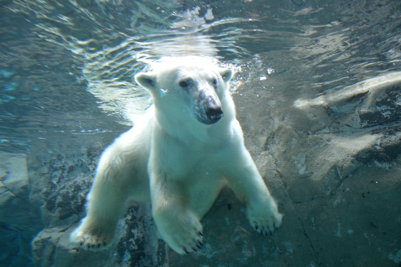 【IN・OUT空港別の旅】大人気の動物園と水族館をまとめて周遊！よくばり旅