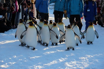 Asahiyama Zoo in Asahikawa City