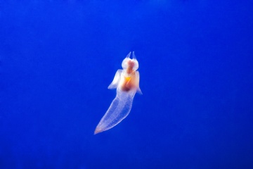 鄂霍次克流冰館・天都山展望台
